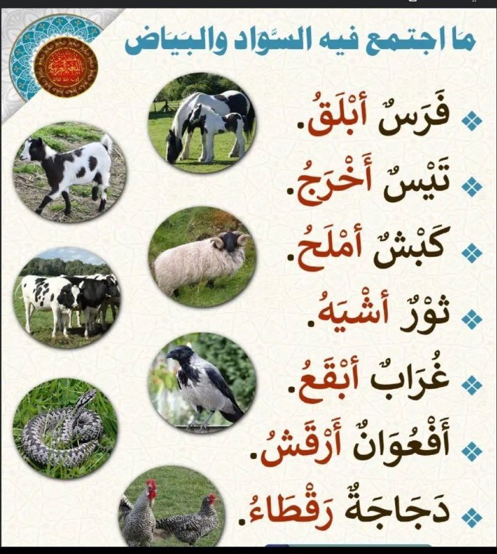 سيد مسعود | sayyedmasoud