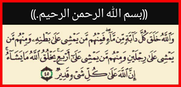 ***🔹*** [رد شبهة علي دابة](https://t.me/ALSHBOHAT/2)