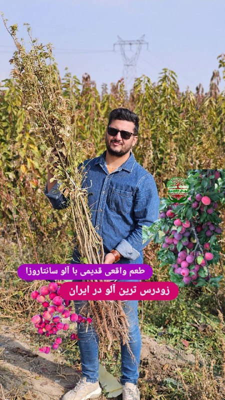 زودرس ترین آلو در ایران....