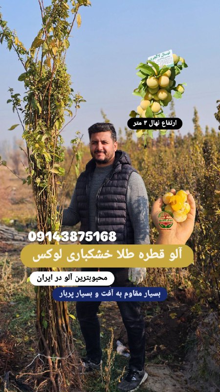 محبوبترین ترین آلو....