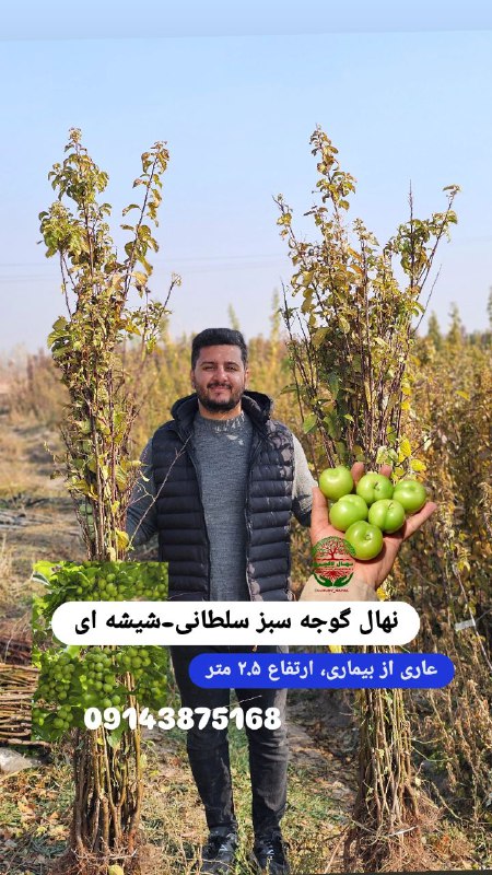 نمونه نهال گوجه سبز سلطانی-شیشه ای …