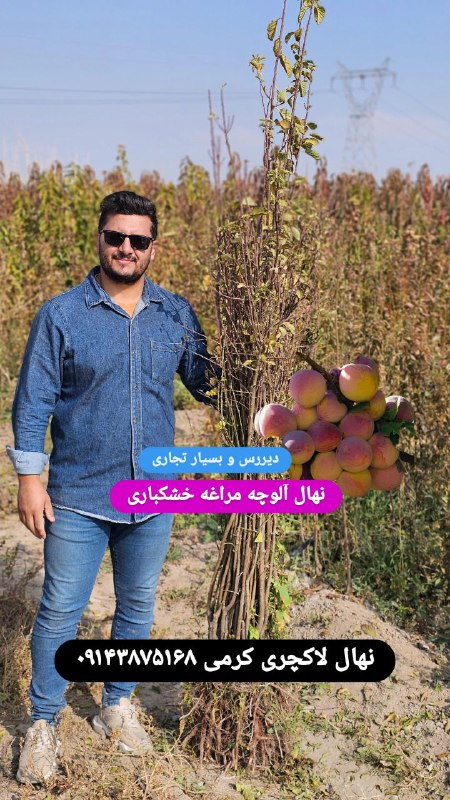 نمونه نهال آلوچه مراغه خشکباری در …