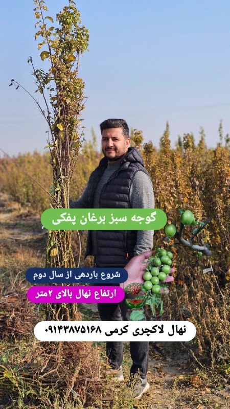 نمونه نهال آلوچه برغان پفکی در …
