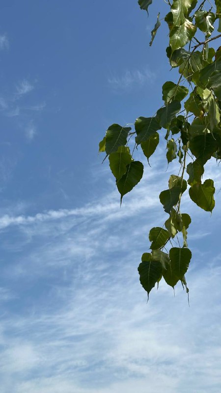 ᷂الـزهـراء .