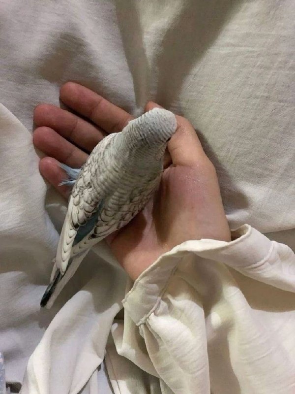 يَا صَاحِبي،