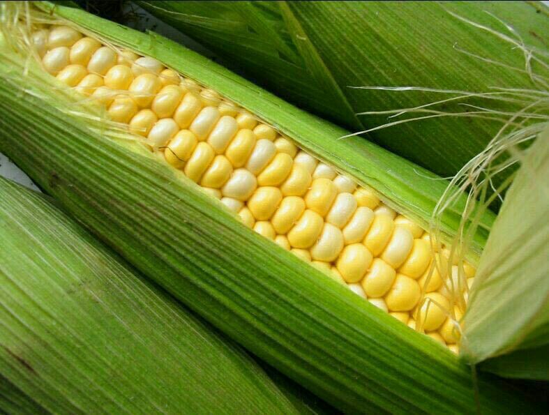 ***🌽***ذرت***🌽***