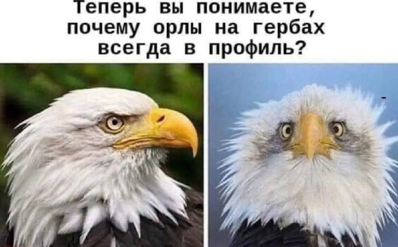 Амбасадорный засланец