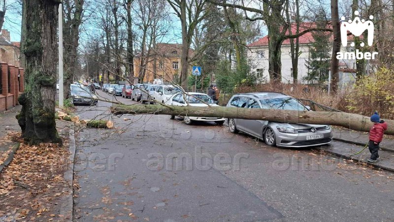 Дерево упало в шаге от женщины …