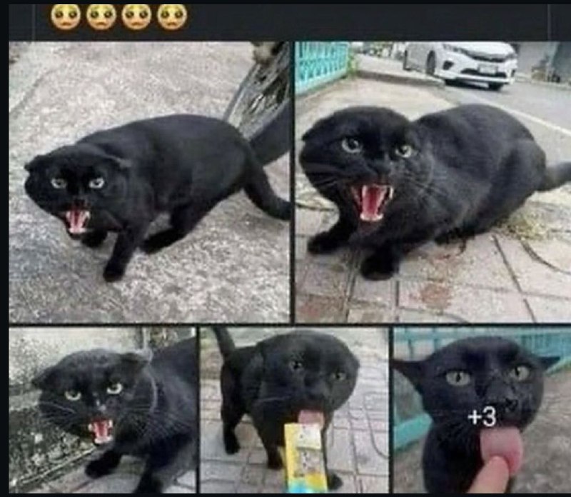 pussyposting