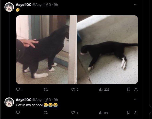 pussyposting