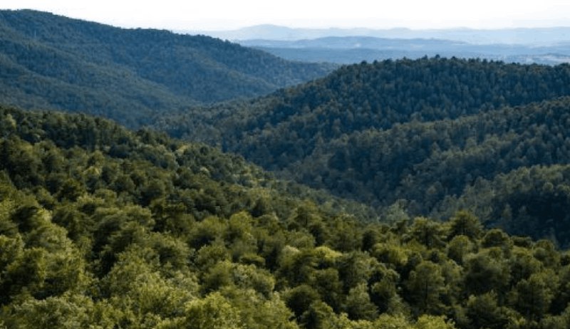 *****👏******💪***Celebramos la aprobación definitiva del Reglamento de Restauración de la Naturaleza de la Unión Europea**