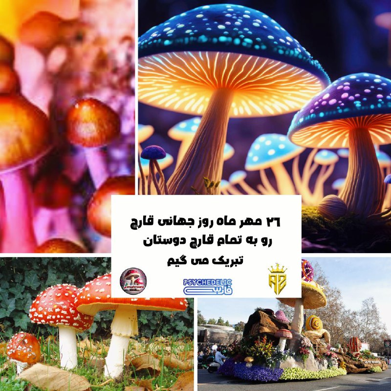 🍄 آمستردام ماشروم _ پرورش قارچ …