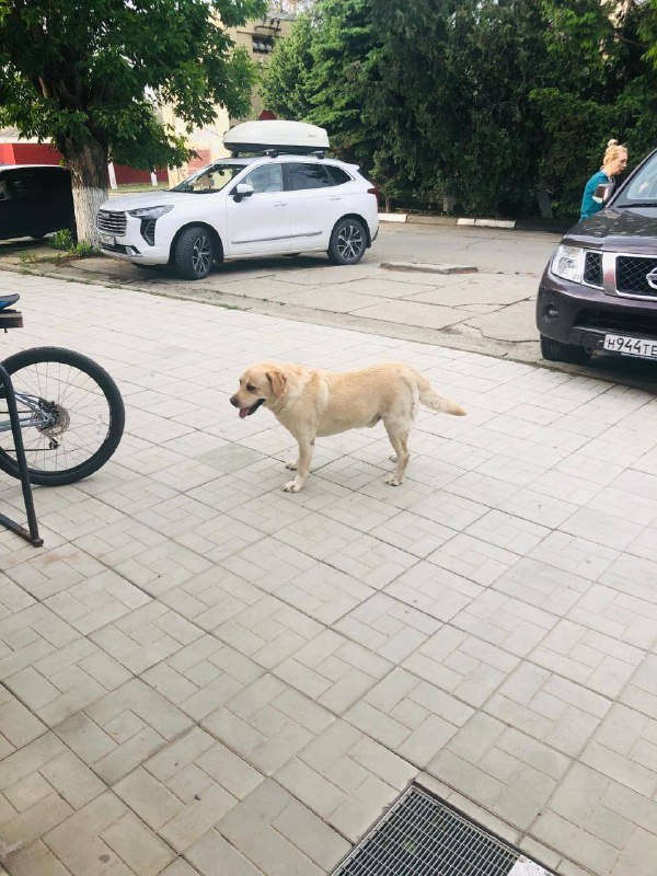 ***🆘*** Найден пес в Витязево, сидит …