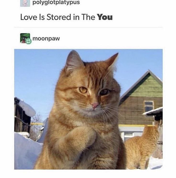 funky cats 🐈🐛🦋✨🐞🐝🦀💕