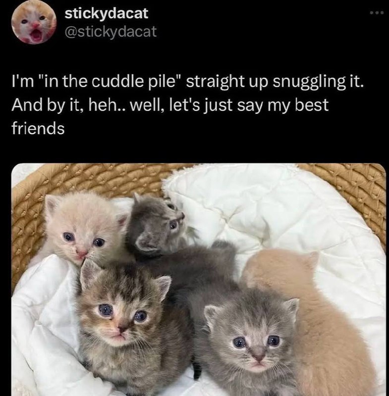funky cats 🐈🐛🦋✨🐞🐝🦀💕