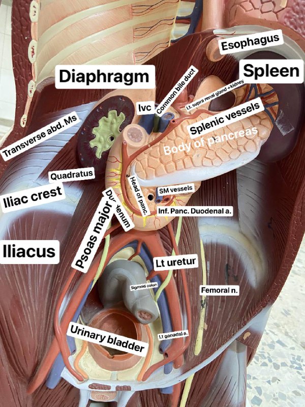 Anatomy2(Practical)🏹