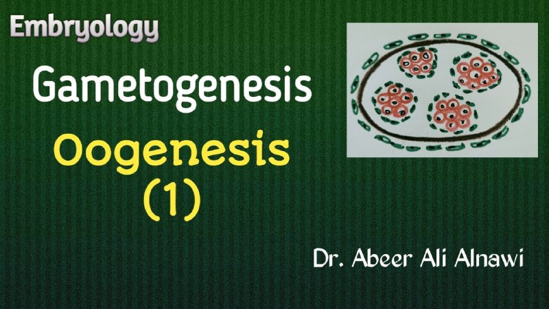 Oogenesis