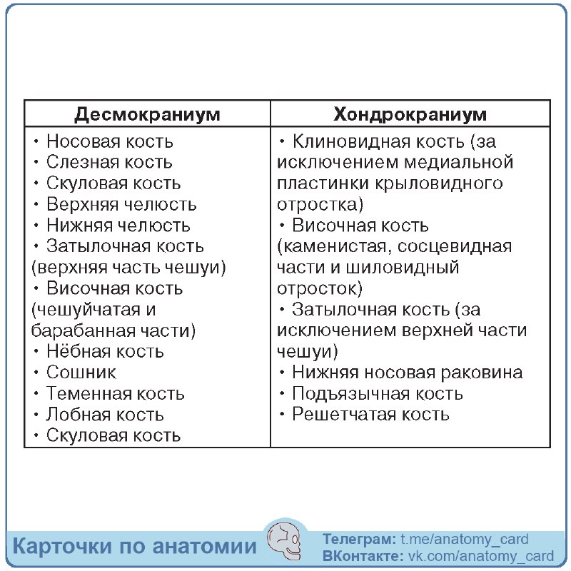 Карточки по анатомии