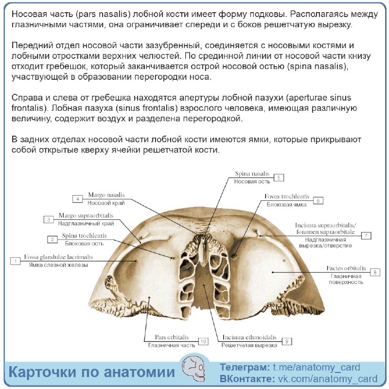 Карточки по анатомии