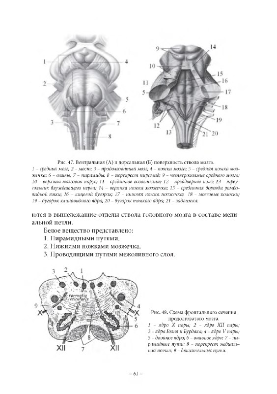 Анатомия и физиология человека