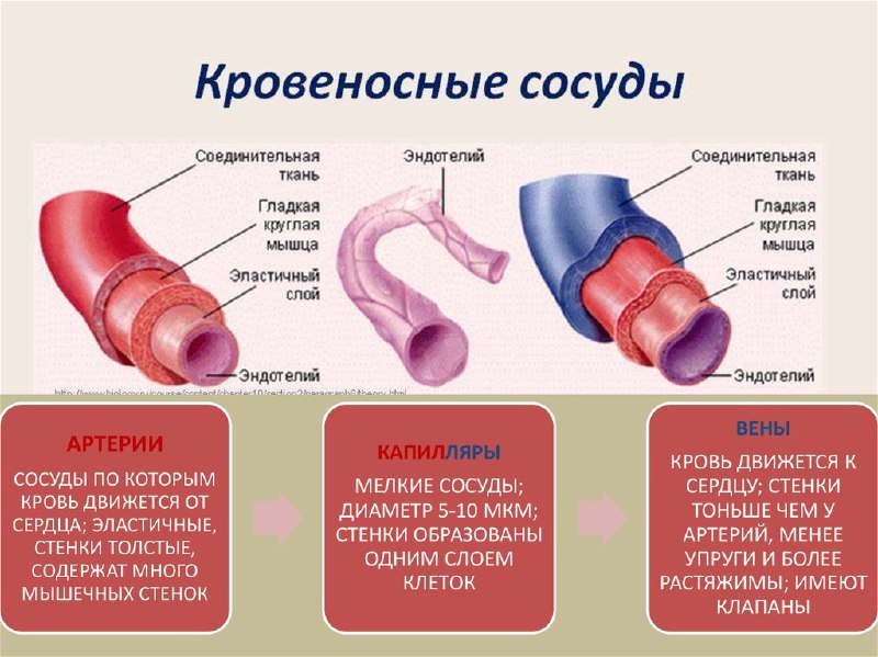 Кровеносные сосуды