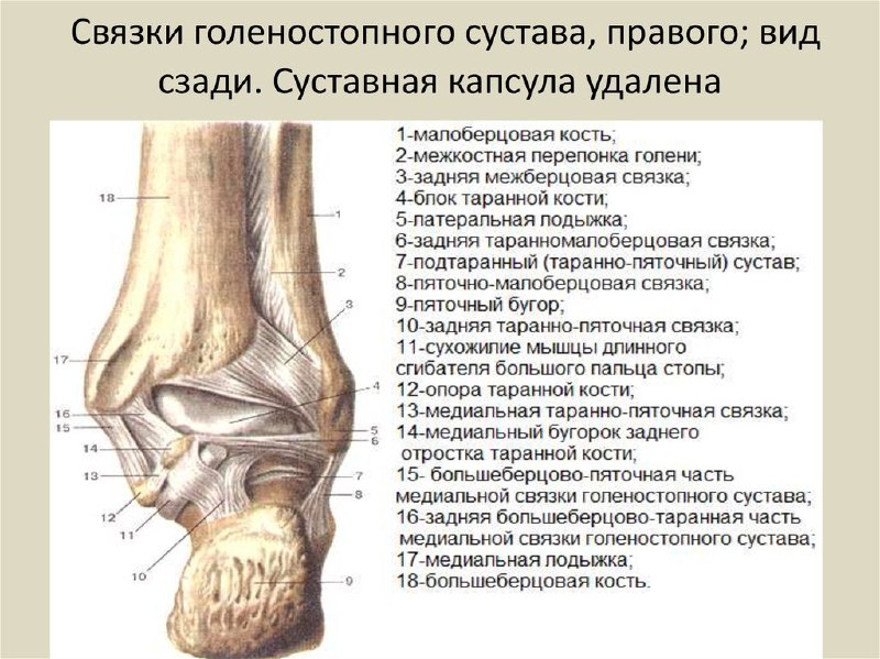 Связки голеностопного сустава