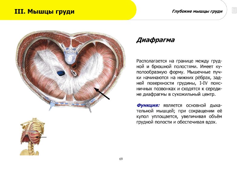 Анатомия и физиология человека