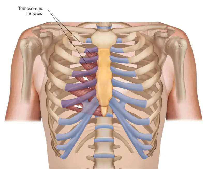 Anatomy standard