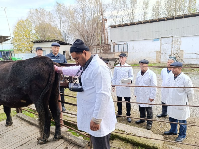 Andijon viloyat Veterinatiya va chorvachilikni rivojlantirish …