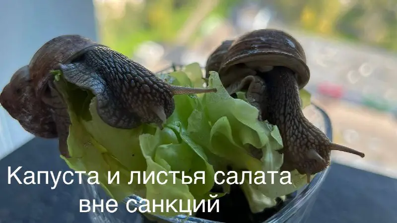 **Теперь и сам накладываю санкции