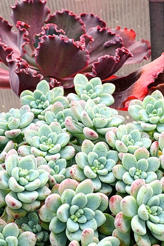 Angelok | Succulents