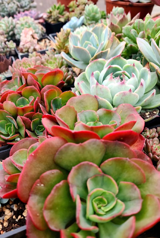 Angelok | Succulents