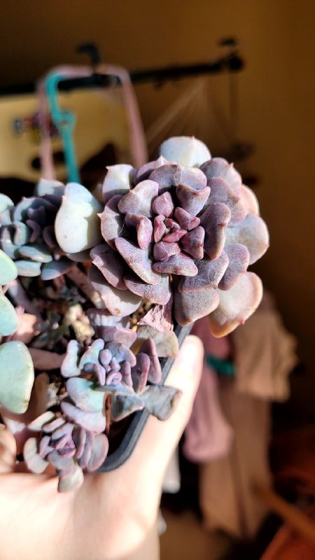 Angelok | Succulents