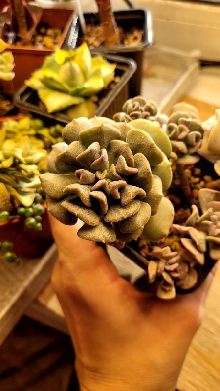 Angelok | Succulents