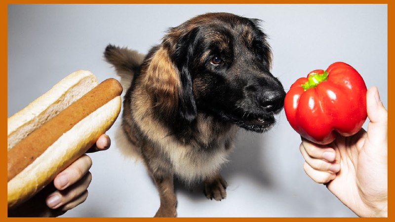 Vegane Ernährung für Hunde: das sagt …