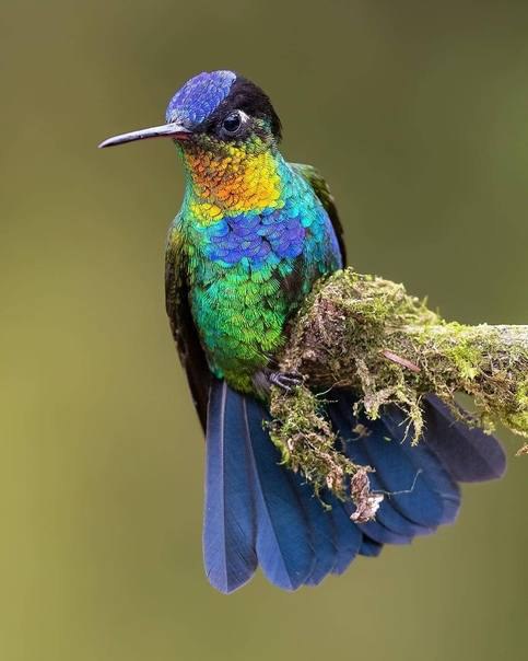 Огненногорлый колибри (лат. Panterpe insignis).