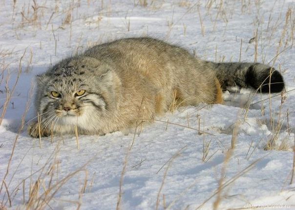 Манул (лат. Otocolobus manul).