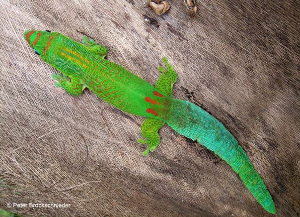 Зубчатохвостая фельзума | Flat-tailed day gecko