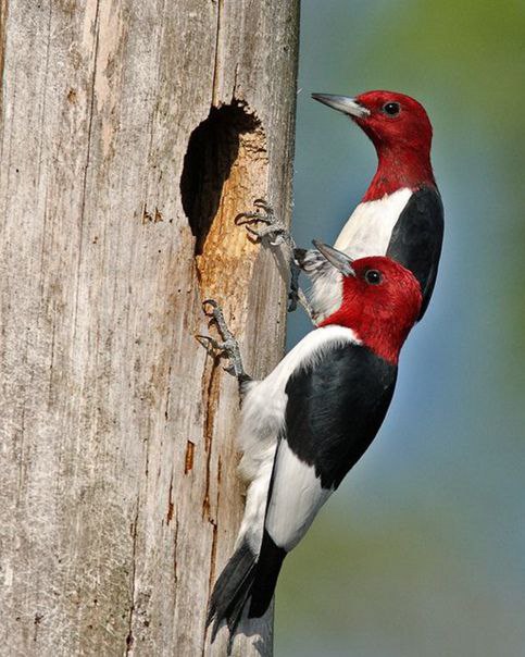 Красноголовый меланерпес | Red-headed woodpecker