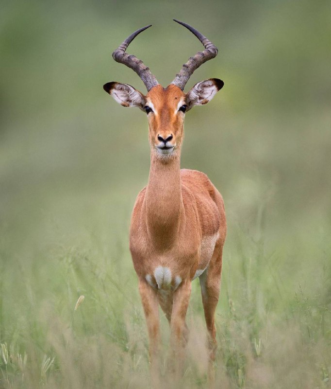 **The Impala, the graceful inhabitant of …