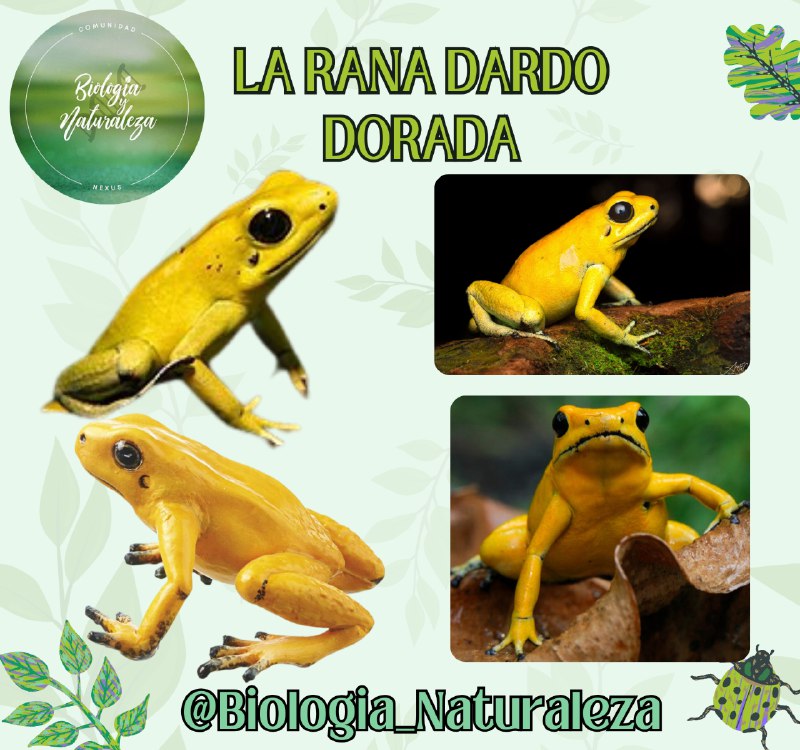 **LA RANA DARDO DORADA**