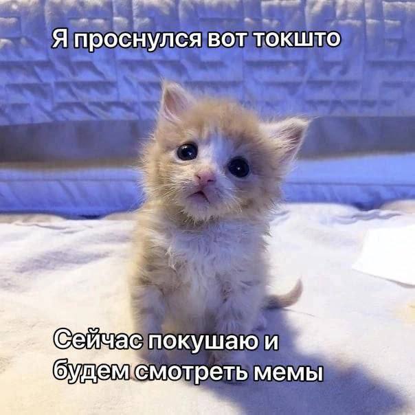 животные и мемы