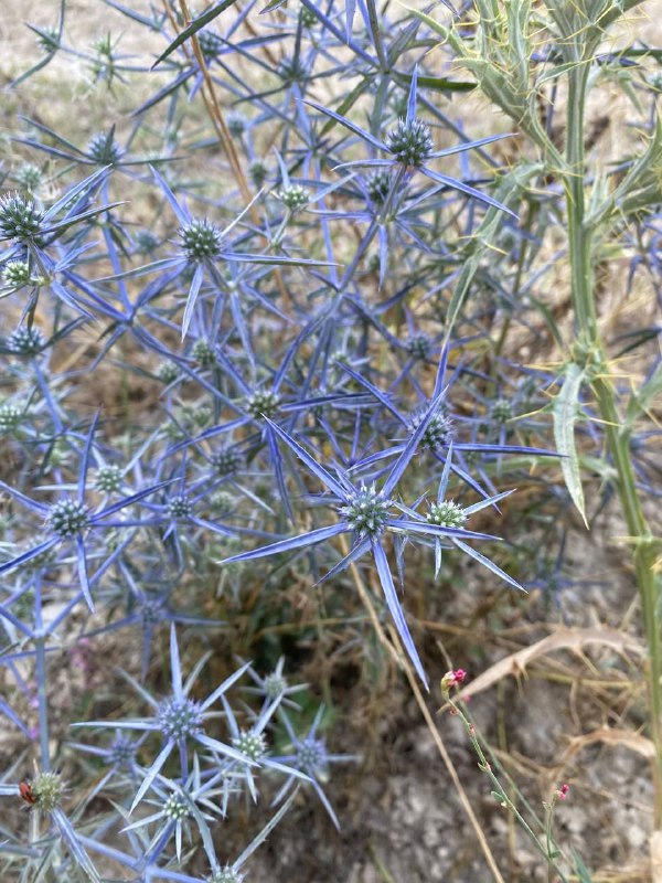 دریای مقدس