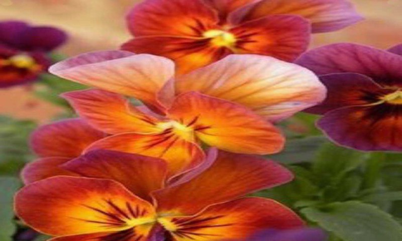 امروز شنبه