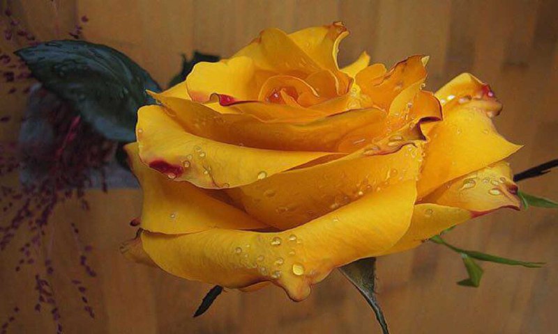 امروز یکشنبه