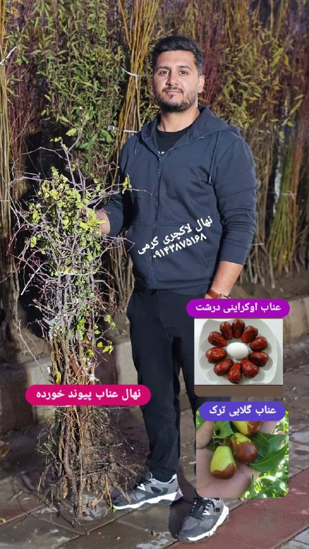 نهال عناب پیوند خورده...