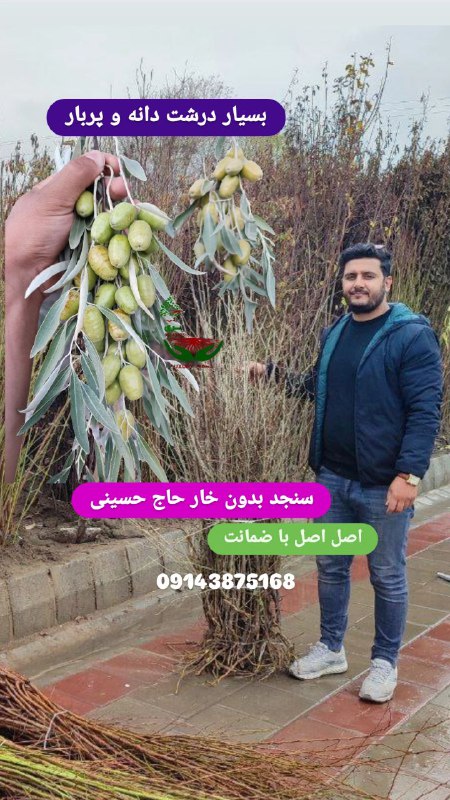نهال لاکچری. کاتالوگ عناب و سنجد