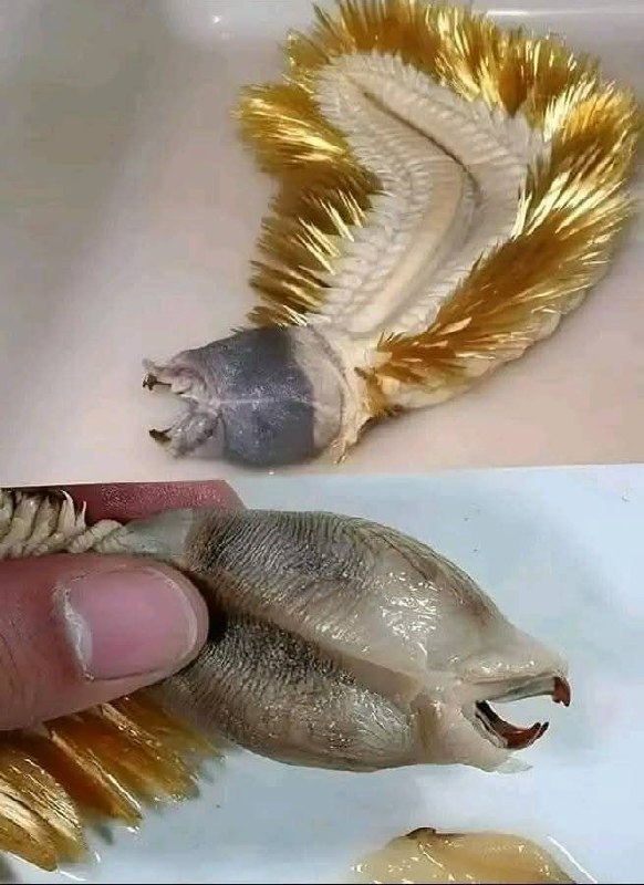 ماترونها في الصورة ليست لعبة ولا …