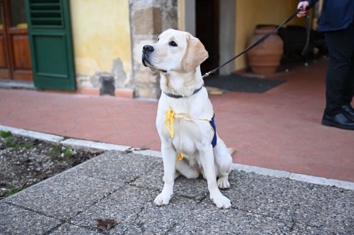 **Cani da allerta per il diabete, …