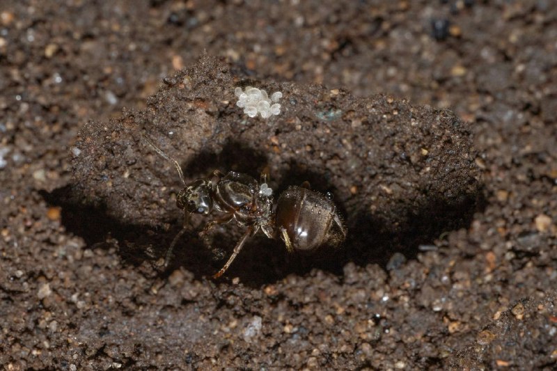 Початкова житлова камера Lasius cf. niger